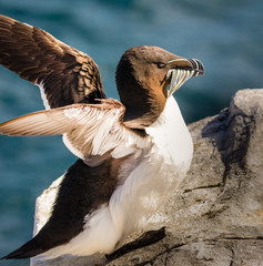 I got me some fish - Razorbill, Farne Islands