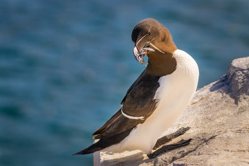 Standing Proud! - Razorbill, Farne Islands