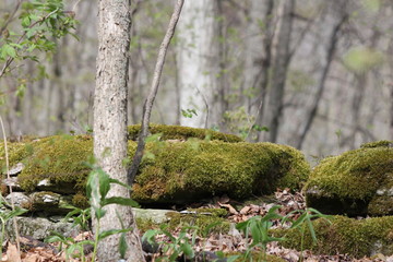 Moss covering large rocks in a forested area.
     
