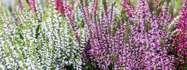 Heather flowers blurred background, soft focus, bokeh