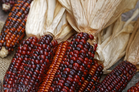 red corn as autumn decoration