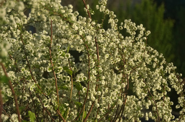 Fiori bianchi primaverili