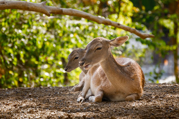 Naklejka premium two roe deer resting under the shade of a tree