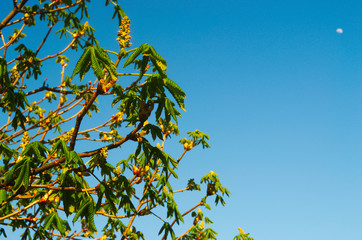 Albero in primavera con luna