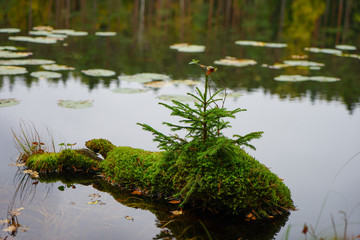 Beautiful autumn forest near the water