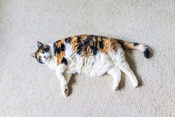 Closeup of lazy calico cat lying on carpet looking up in home living room