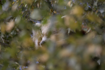 red panda behaviour, scratching, yawning, Ailurus fulgens