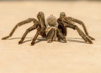 Shy Desert Tarantula