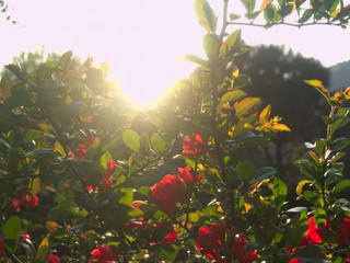 Tramonto con rose rosse