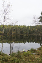 Beautiful autumn forest near the water