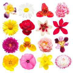 Flowers collection of assorted roses, daisies, irises, tigridia, lilies, phlox, cyclamen, chrysanthemum, daffodil, mallow, tulips isolated on white background. Flat lay, top view