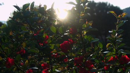 Panoramica di rose al crepuscolo