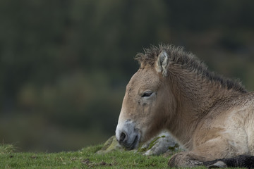 przewalski horse, Equus ferus przewalskii, portrait and scenes