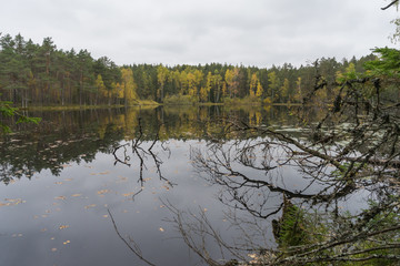 Beautiful autumn forest near the water