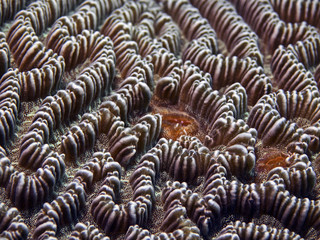 The surface texture of a hard coral, Oberfläche einer Hartkoralle