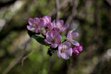 Apple tree