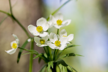 Fototapeta premium Flower