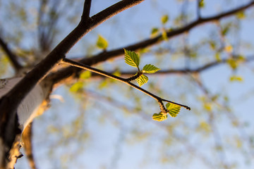 Birch
