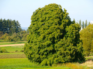 Rosskastanie, Aesculus 
