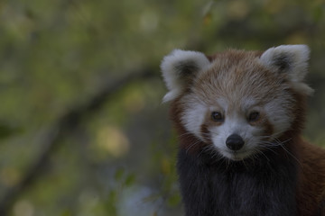 red panda behaviour, scratching, yawning, Ailurus fulgens