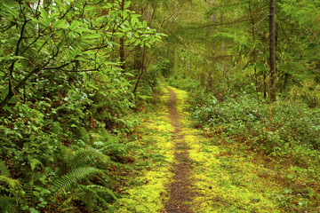 a picture of an Pacific Northwest forest hiking trail
