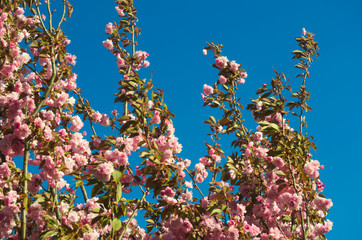 Albero fiorito in primavera