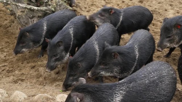 Collared Peccary Pecari tajacu wild pig animals eating and digging in crowd