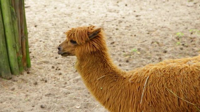 alpac Lama pacos wild animal listening carefully moving ears closeup