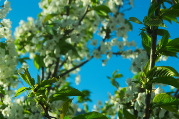 Fototapeta na wymiar Fiori bianchi in primavera
