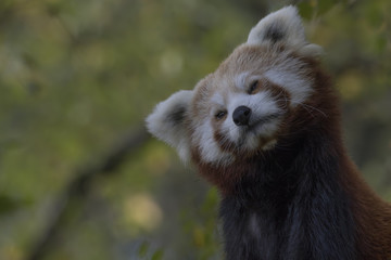 Obraz premium red panda behaviour, scratching, yawning, Ailurus fulgens