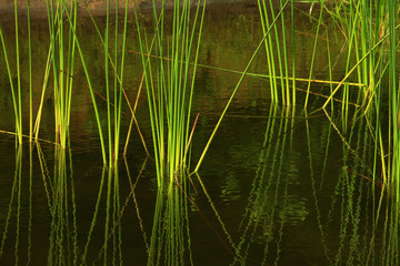 a picture of an Pacific Northwest pond and reeds