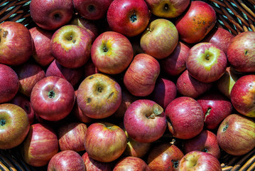 Basket with Melannurca Campana
