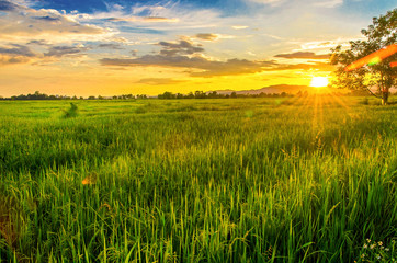 Landscape of cornfield and green field with sunset on the farm, Green cornfield and beautiful blue sky at local-city