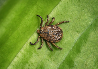 Tick sits on a green leaf