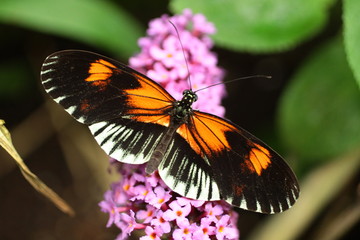 Heliconius melpomene