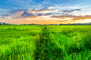 Landscape of cornfield and green field with sunset on the farm, Green cornfield and beautiful blue sky at local-city