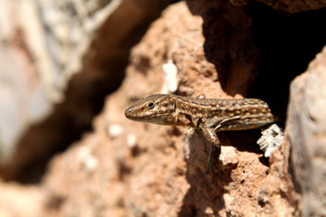 small lizard