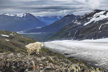 Mountain goat on the Exit glacier, Akaska, USA