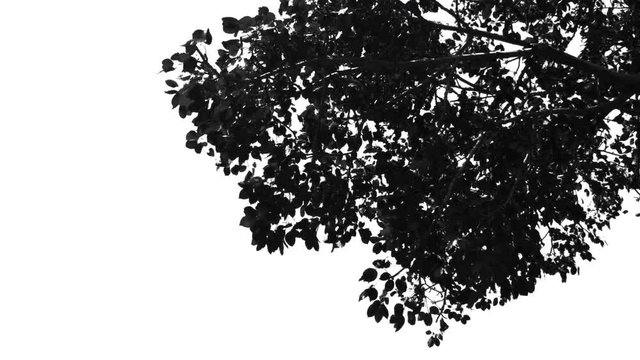 Black and white Branches in wind isolated on white background