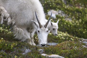 Mountain goat, Akaska, USA