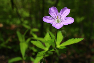 Image of wild flower in nature setting