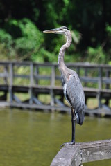 Lake County, FL nature