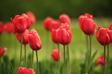 Red Tulips