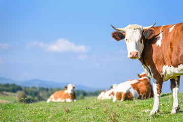 Fototapeta na wymiar Cows on a mountains pasture