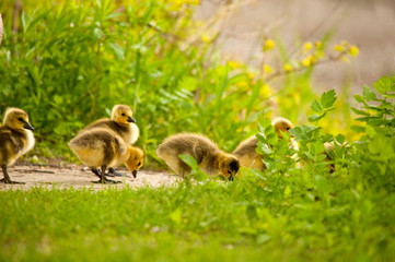 Image of Canadian goose and chicks in grass