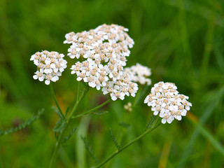 Schafgarbe, Achillea millefolium