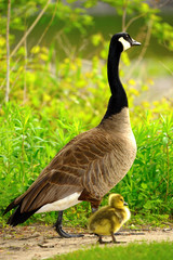 Image of Canadian goose and chicks in grass