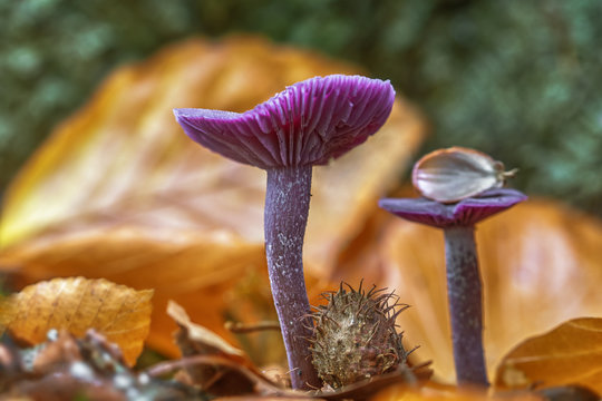 he Violette or Amethystblaue varnish trumpet (Laccaria amethystea) is a species of mushroom from the family of the pigeon reed.