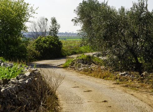 rural countryside puglia countryside with dry stone walls and olive trees