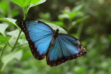 Morpho peleides